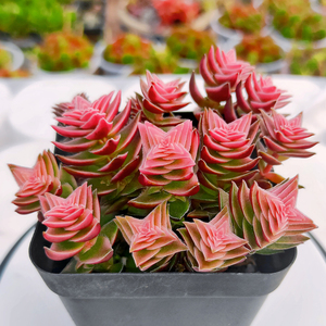 多肉植物茜之塔锦办公室室内阳台桌面绿植园艺花卉新款稀有萌肉肉