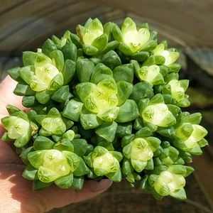 多肉植物彩色水晶玉露多头老桩组合盆栽云南新款稀有贵货室内大棵