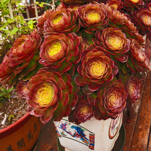 万圣节多肉植物黑法师魔法师群生多头老桩办公室阳台绿植园艺萌肉