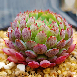 多肉植物【老版小红衣】奇趣吸甲醛稀有贵货萌肉肉办公室阳台绿植