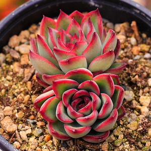 花月夜多肉多头