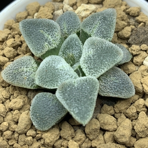 十二家园艺冰钻寿窗面冰霜颗粒质感整体白丸叶型十二卷多肉植物