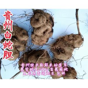 贵州省中草药野生白蛇胆避蛇生朱砂莲雷见怕牛血莲躲生蛇包邮