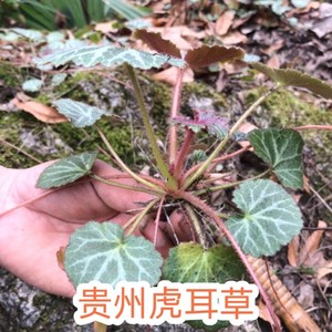 贵州省虎耳草500g包邮中草药材金线吊芙蓉 金丝石荷叶 耳朵红