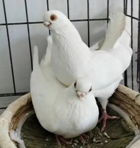 新疆 短嘴精品观赏鸽金眼白鸽子活体一对种蛋豆眼白短嘴鸽受精蛋