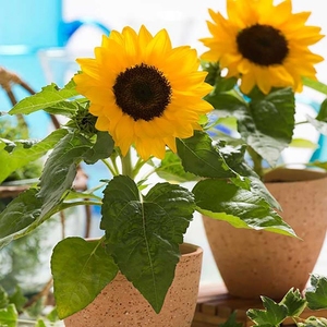 矮种向日葵家养花卉植物室外花好养活四季鲜花盆栽适合室内向阳花