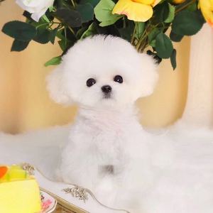 小体白色泰迪犬宠物狗狗真狗活体贵宾犬可爱幼犬茶杯狗