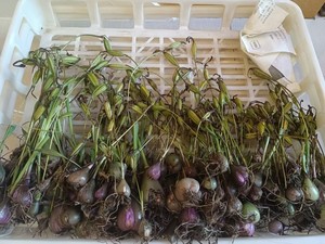 独蒜兰冰球子苗果荚种子毛慈菇苗果荚杜鹃兰苗果荚泥冰子