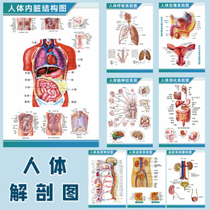 人体内脏结构图全身人体器官消化系统示意图内脏解剖医学宣传挂图