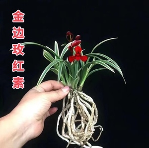 【金边浓香兰花】矮种四季兰花苗红素容易养活开花室内小兰花盆栽