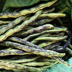 春天种的花皮豆种子豆角种籽四季豆菜籽种大全白芸豆菜园蔬菜种孑