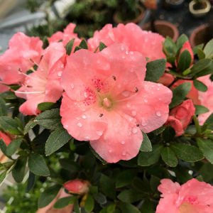 日本进口皋月杜鹃若惠比须 茶室书房办公桌 观花盆景绿植趣味盆栽