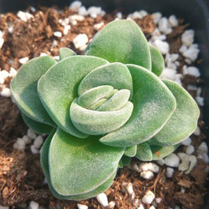 丛珊瑚多肉植物