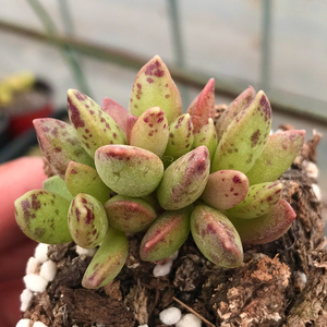 松虫水泡多肉植物新款金钱章景天科天锦章属防辐射盆栽园艺萌肉肉