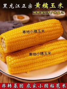 黑龙江黄糯玉米东北粘甜糯玉米0添加低脂即食粗粮代餐205g*10包邮