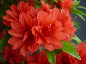 皋月杜鹃:沙浪saran