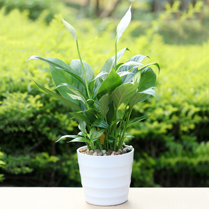 绿植盆景白掌防辐射除甲醛植物 红掌客厅办公室内桌面花卉盆栽