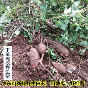 新鲜现挖白蔹中草药材500g见肿消 山地瓜 野红薯山葡萄根五爪藤根