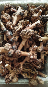 云南黑果树黑果木树瘤 玩件 木瘤 天然瘤包原生态半成品 按组出售