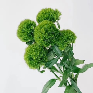 石竹球绿毛球清新鲜花速递上海同城江浙沪皖两扎包邮一扎起卖家用