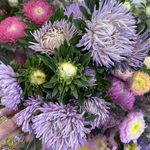 拉丝翠菊重瓣鲜花速递江浙沪皖两扎顺丰包邮上海同城一扎起卖家用