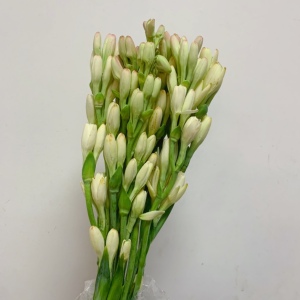 夜来香晚香玉香味鲜花速递江浙沪皖两扎包邮上海同城一扎起卖10支