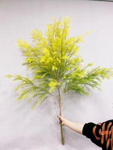 香松千层金黄金香柳水养鲜切枝条鲜花速递同城江浙沪皖两扎包邮