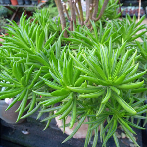 云南新品多肉植物绿色系斧背椒欢乐豆办公室盆栽吸甲醛美化环境