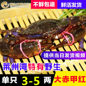 赤甲红鲜活螃蟹 海蟹 石甲红 青蟹 花盖蟹 火燎蟹子 水产500g