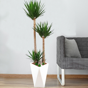 荷兰铁 巨丝兰绿植常青盆栽 大型观叶植物 室内室外净化空气西安