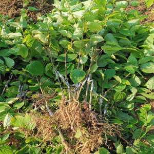 苗树苗故称万寿果苗拐枣果苗树苗绿植园艺树嫁接拐枣树苗0人付款200