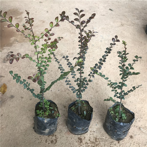 【红木小叶紫檀树苗】红木小叶紫檀树苗品牌,价格 - 阿里巴巴