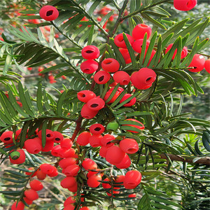 基地采摘南方红豆杉果子沙藏红豆杉树果实曼地亚红豆杉果名贵苗木