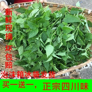 新鲜藿香叶四川鱼香 叶菜 有苗种子 荷霍香 野菜 五香叶大鲫鱼