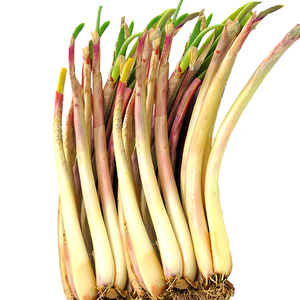 甘肃会宁草滩旱地红葱农家特产红皮葱新鲜红葱炖羊肉红葱5斤包邮