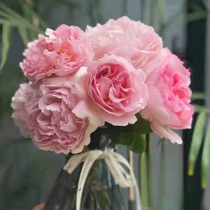 伊芙芳香催眠月季