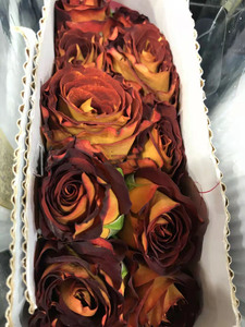 【卓昂玫瑰园精选】陨石 肯尼亚超新品月季 黑色系的特别品种