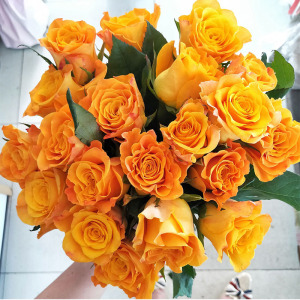 【卓昂玫瑰园精选】金色海岸 金黄色切花花苗阳台月季灌木盆栽