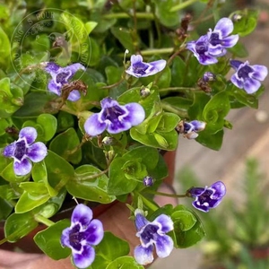 小型北美母草 天使之泪 多年生 垂吊 地被植物 常绿 阳台花园盆栽