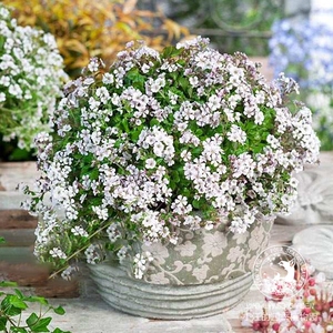 宿根大花满天星 浪花仙子 白色花粉色条纹 矮生耐寒丰花 盆栽花苗