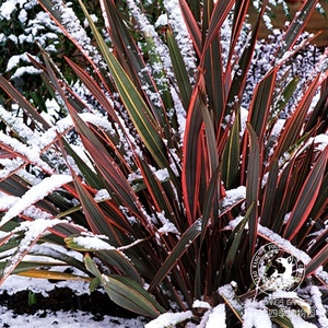 新西兰亚麻 粉边 多年生耐旱 常绿彩叶植物 阳台庭院花镜盆栽花苗