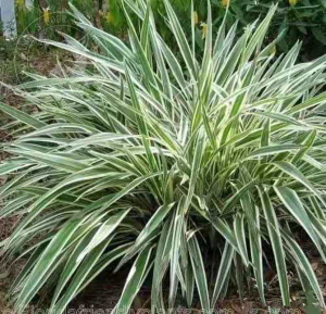 银边山菅兰常绿观叶多年生宿根植物室外耐阴耐寒耐热盆栽阳台庭院