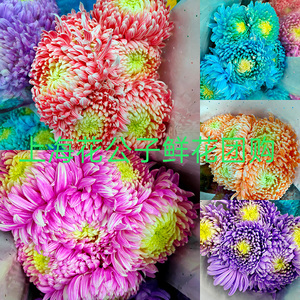 牡丹菊花