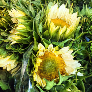 泰迪向日葵鲜花云南