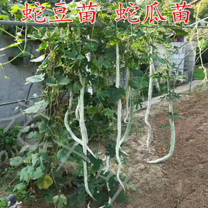 清香蛇豆苗蛇瓜秧蔬菜幼苗盆栽四季种子阳台长豆角庭院种植爬藤瓜