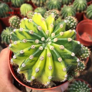 精选仙人球世界图锦开花大花自然锦多肉植物新手易养室内防辐射