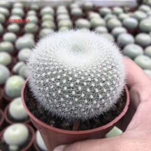 白雪光乳突属 仙人球多肉植物易养易开花品种实生室内盆栽防辐射