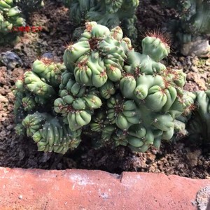 罗汉山影拳虎头山