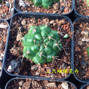 仙人球绿牡丹如意丸黑金刚发财树鸾凤玉紫龙角多肉植物组合盆栽