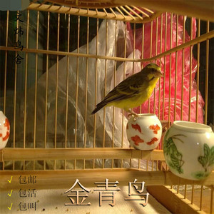 金青鸟活体鸟 黄额丝雀吉达仔大金黄金青观赏鸣叫唱活体鸟 包邮